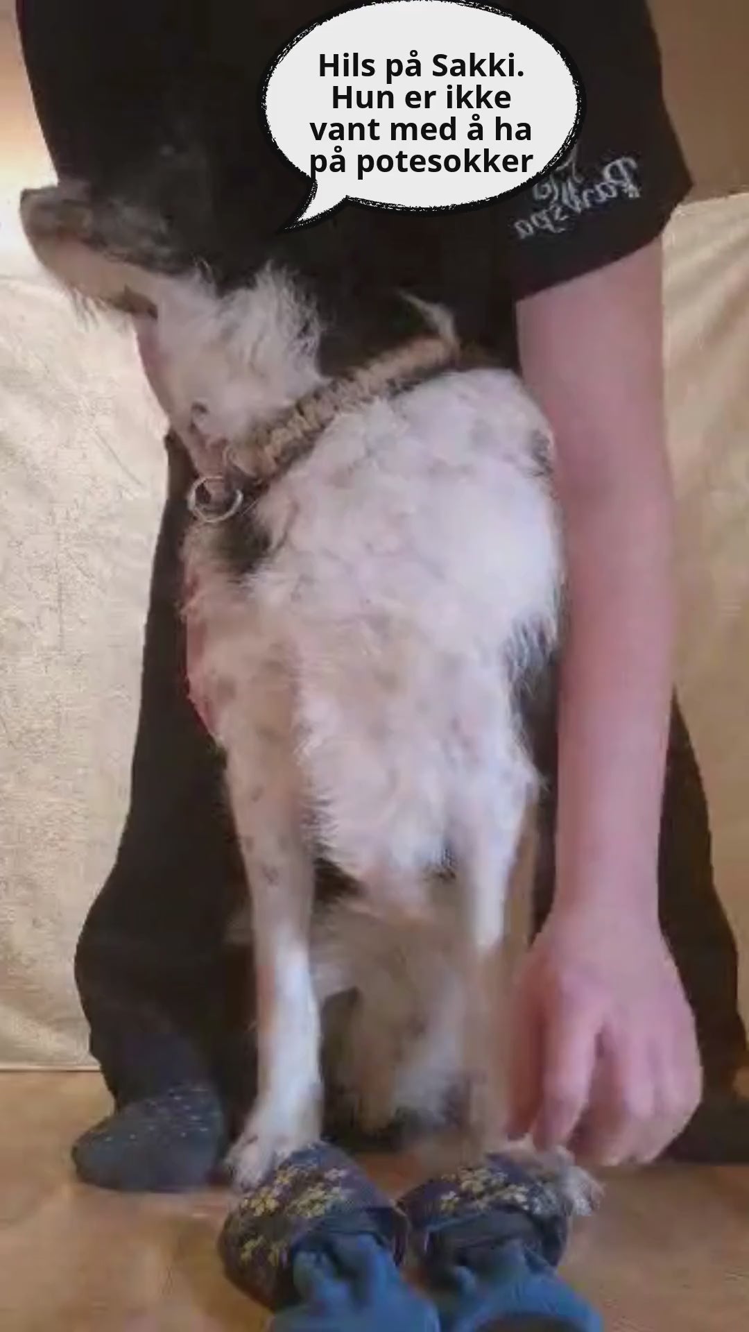 Demonstrasjon av hvordan du tar på PawSpa Spasokken på hundens pote slik at hundesokken sitter riktig